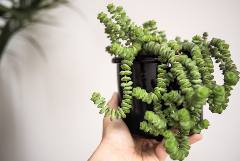 Crassula-marnieriana (Jade-Necklace)