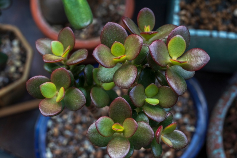 Crassula-ovata-Crosby’s-Compact