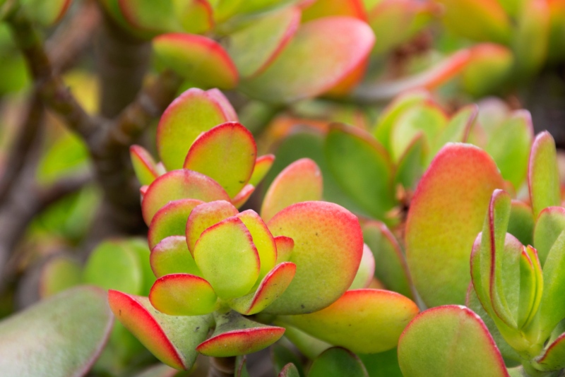 Crassula-ovata-Hummel’s-Sunset