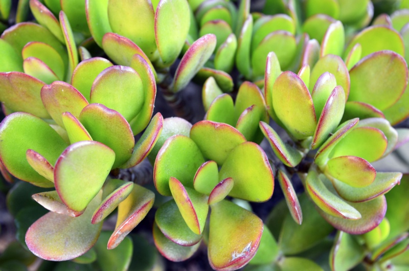 Crassula-ovata (Money-Tree)