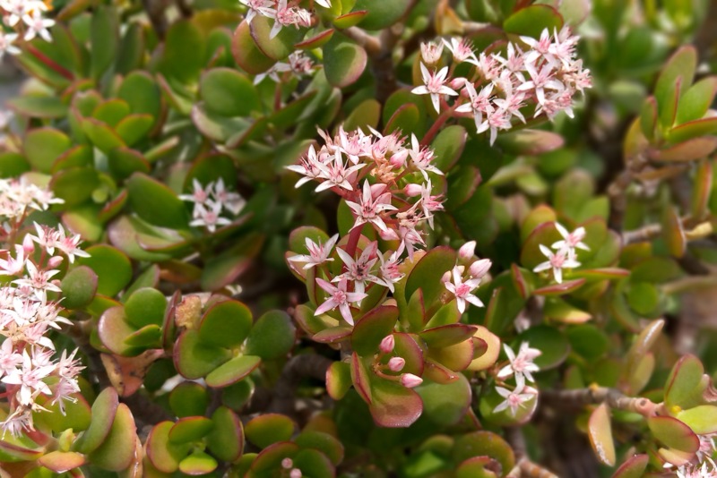 Crassula-ovata-Pink-Beauty