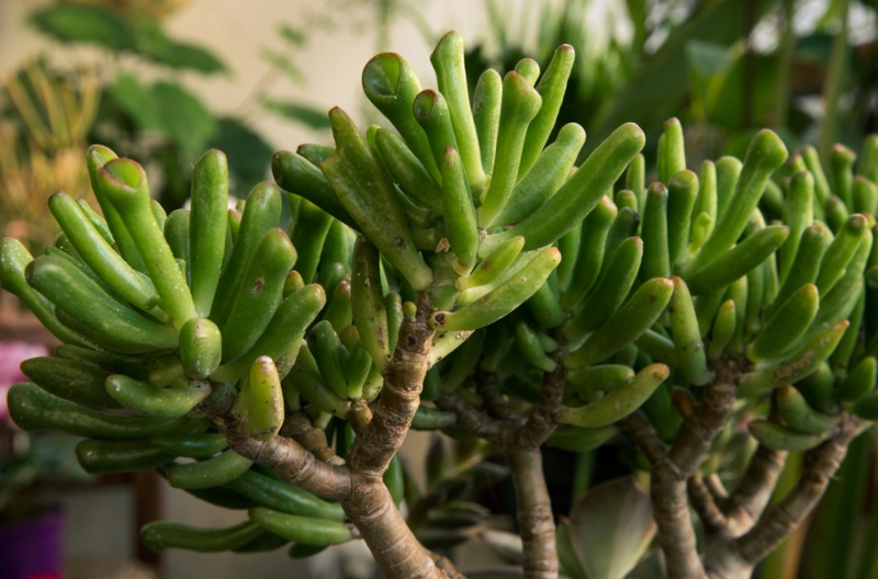 Crassula-ovata-gollum