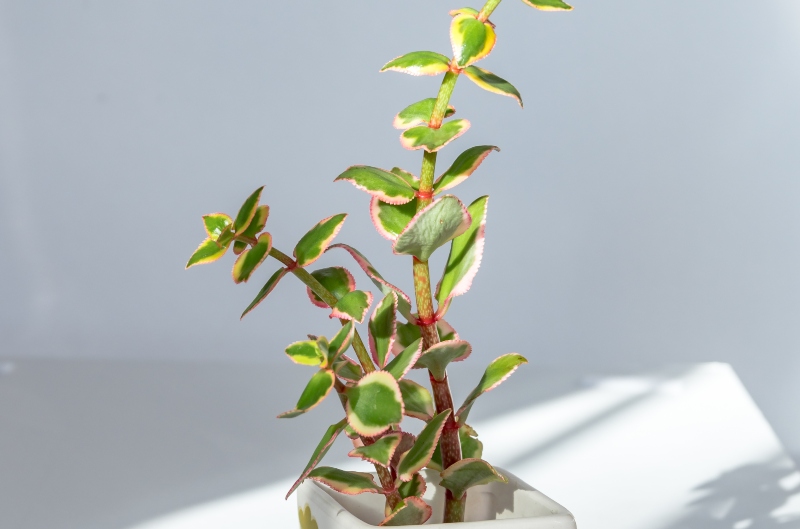 Crassula-sarmentosa-comet