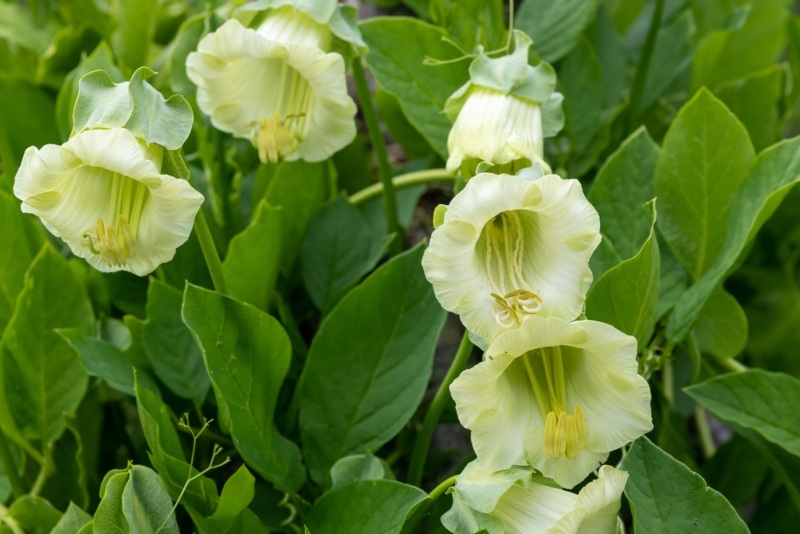 Cup-&-Saucer-Vine