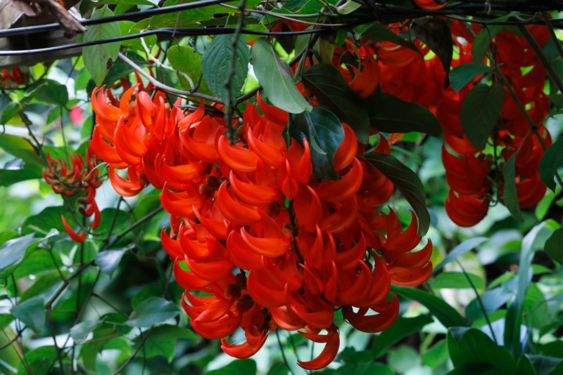 Dwarf-Red-Jade-Vine