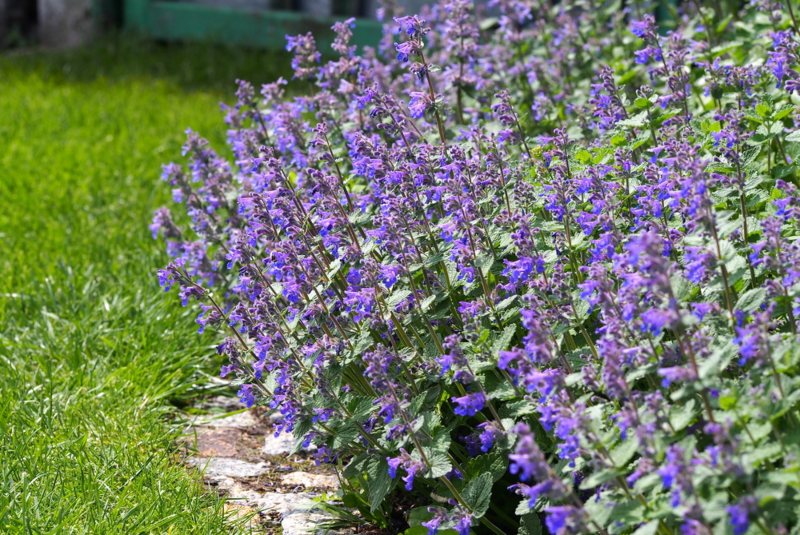 Faassen’s-Catmint