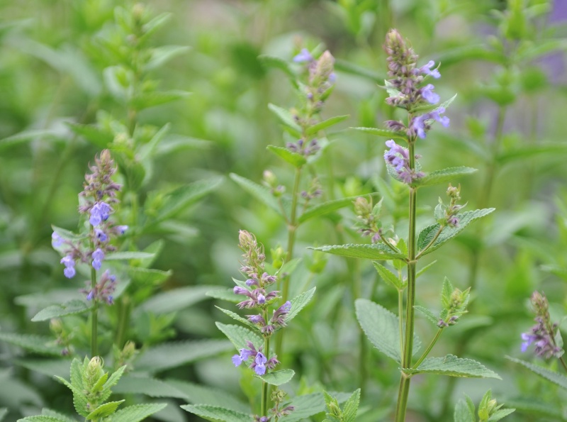 Greek-Catmint