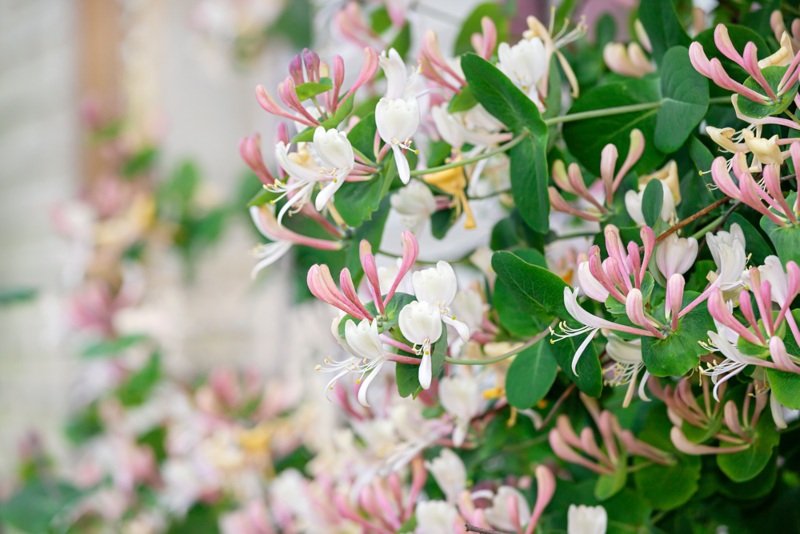 Honeysuckle