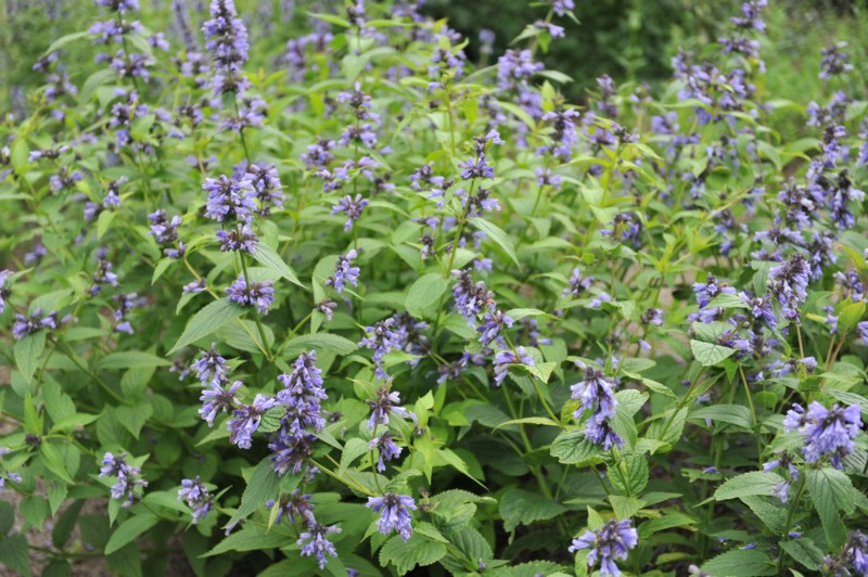 Japanese-Catmint