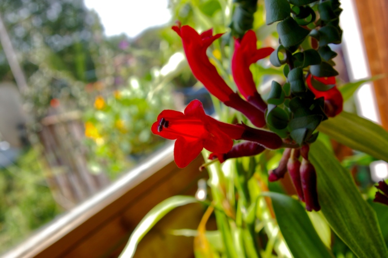 Lipstick-Plant