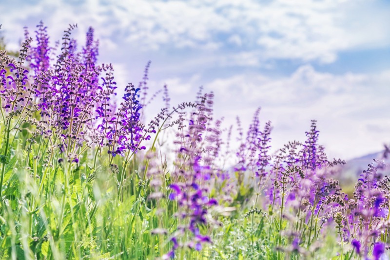 Meadow-Sage