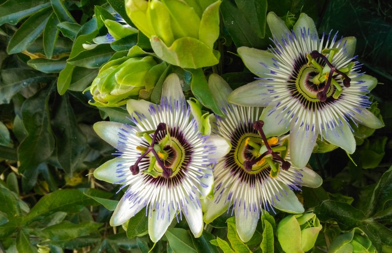 Passionflower