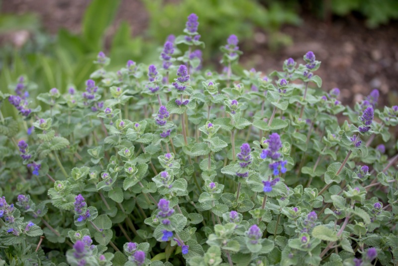 Persian-Catmint