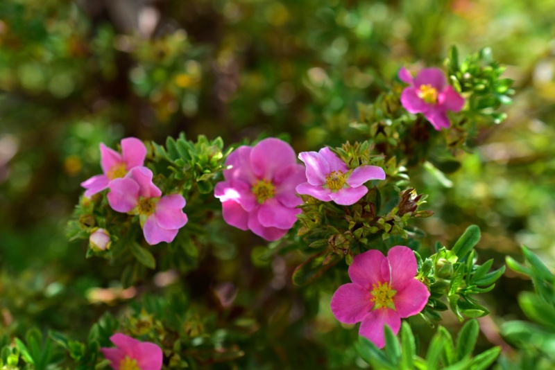 Potentilla-Pink