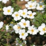 Potentilla-White