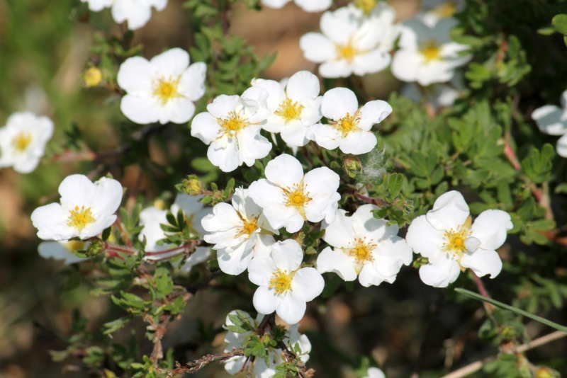 Potentilla-White