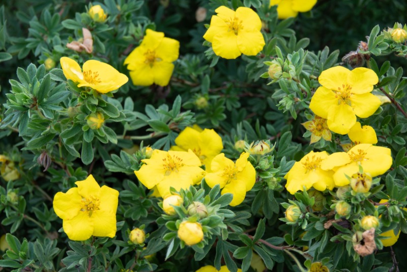 Potentilla-Yellow