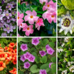 Pretty Flowering Vines