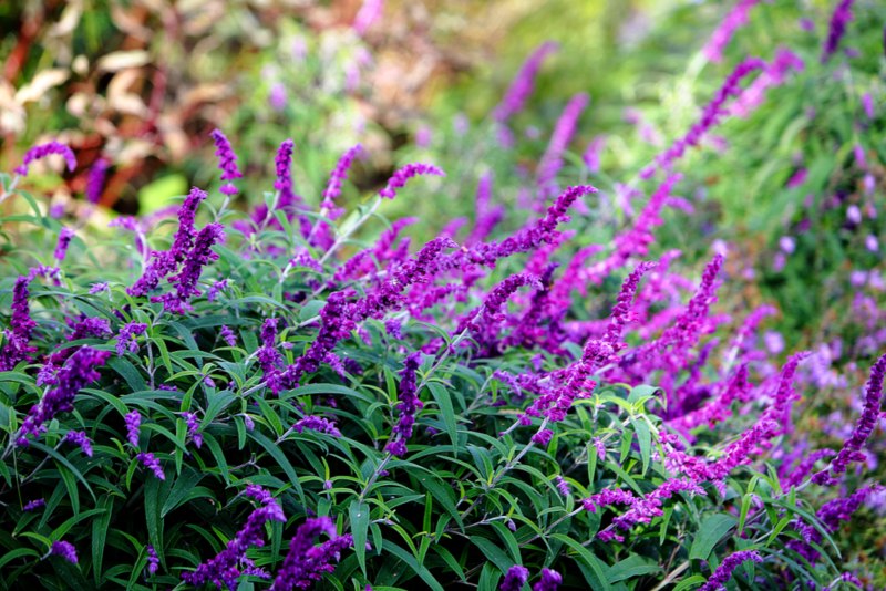 Purple Velvet-Salvia