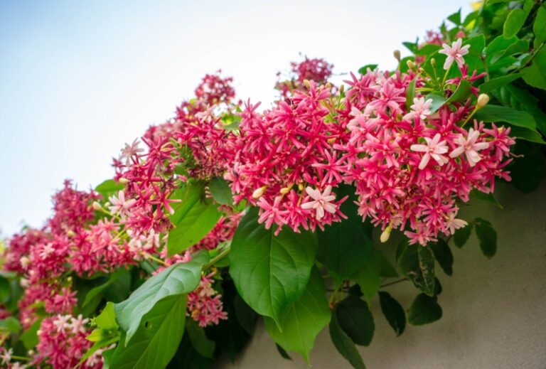 10 Bold Red Flowering Vines (Plus Growing Tips) Garden Lovers Club