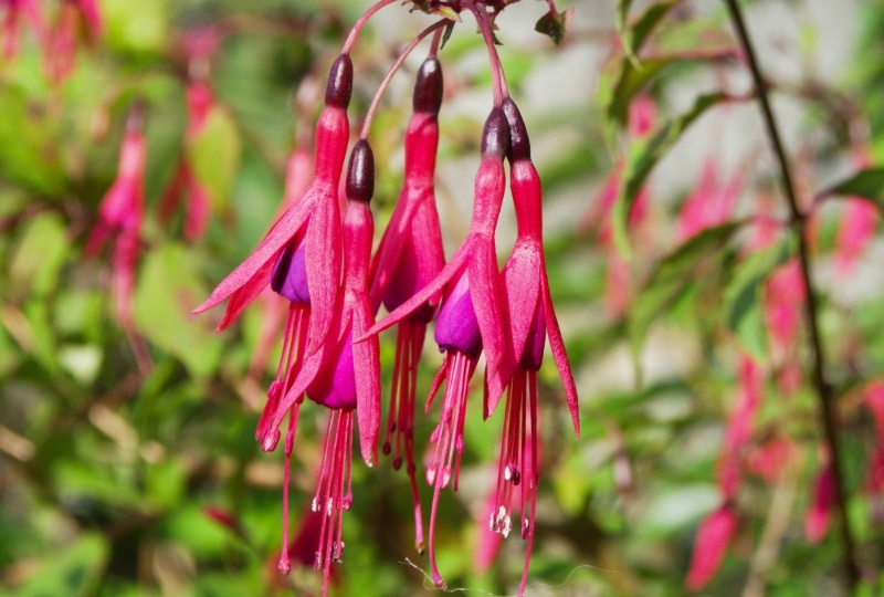 10 Bold Red Flowering Vines (Plus Growing Tips) - Garden Lovers Club