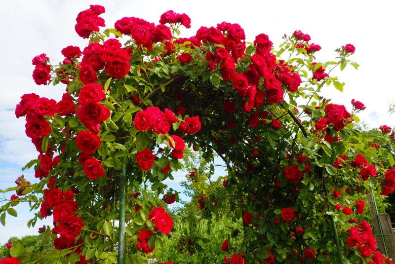 Red-Climbing-Roses