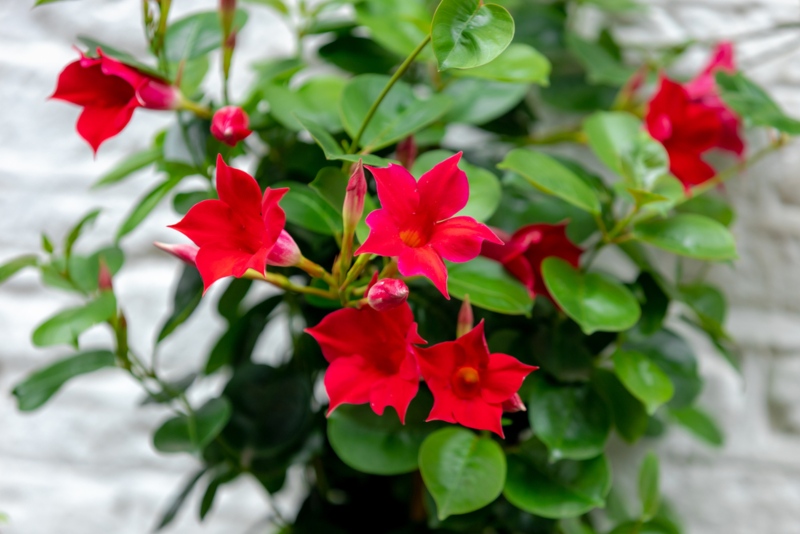 Red-Mandevilla-Vine