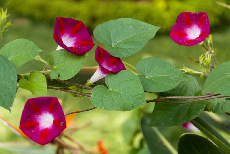 Red-Morning-Glory-Vine