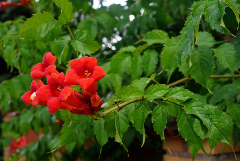 Red-Trumpet-Creeper-Vine