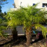 Robellini palms