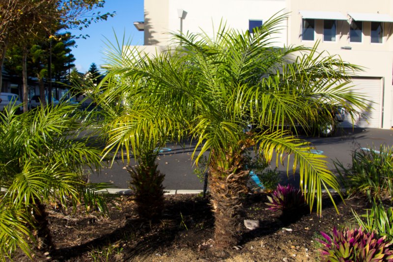 Robellini palms
