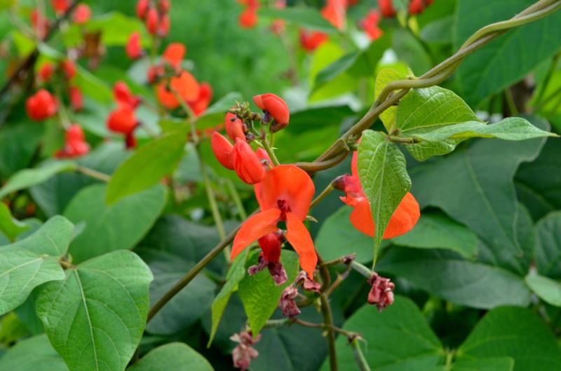 Scarlet-Runner-Bean