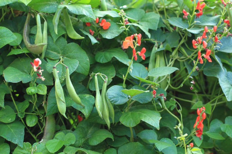 Scarlet-Runner-Bean