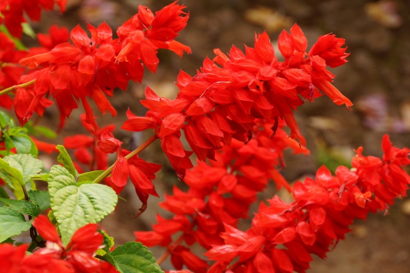 Scarlet-Sage