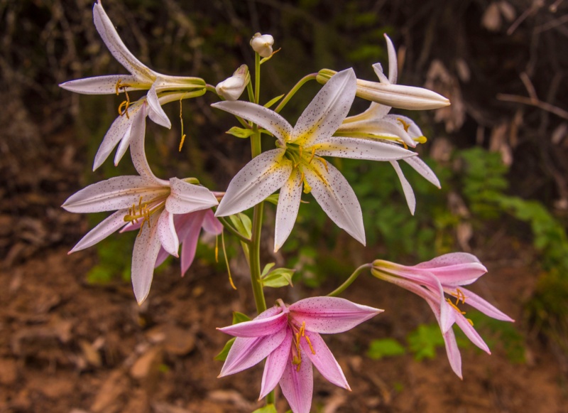 Shasta-Lilies