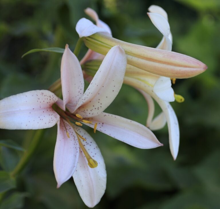 Growing Shasta Lilies (Ultimate Care Guide) Garden Lovers Club