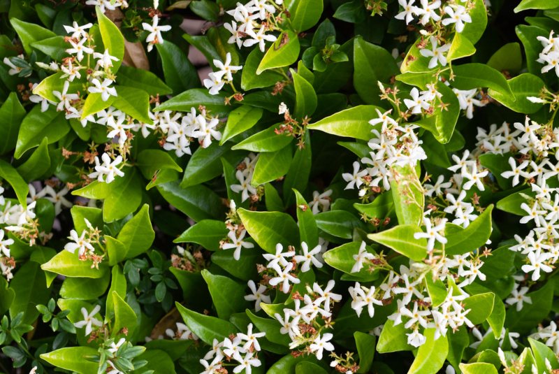 Star-Jasmine