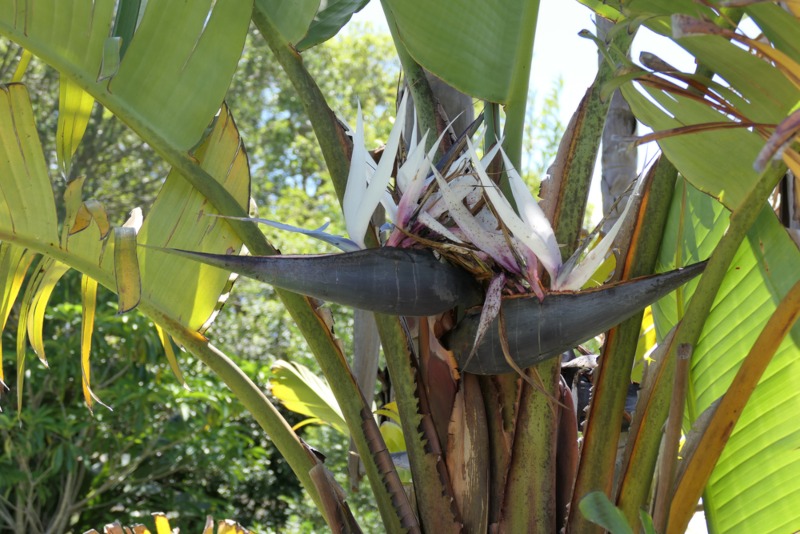 Strelitzia Caudata