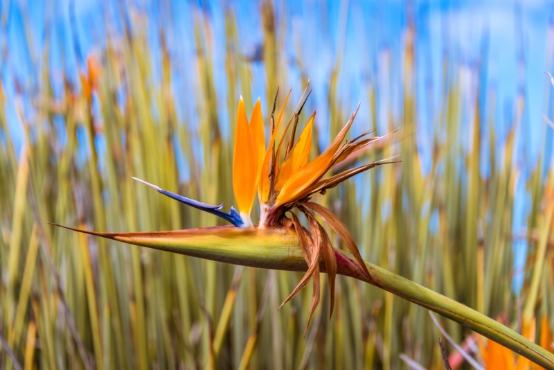 Strelitzia Juncea