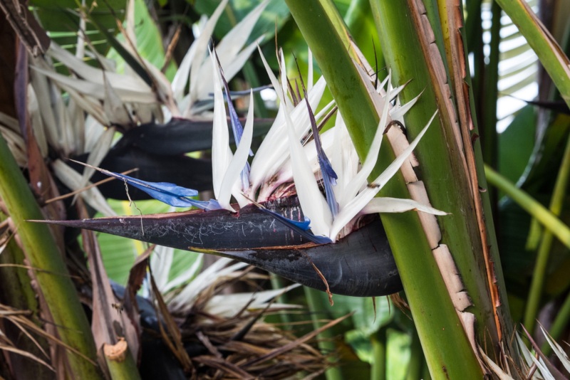 Strelitzia Nicolai