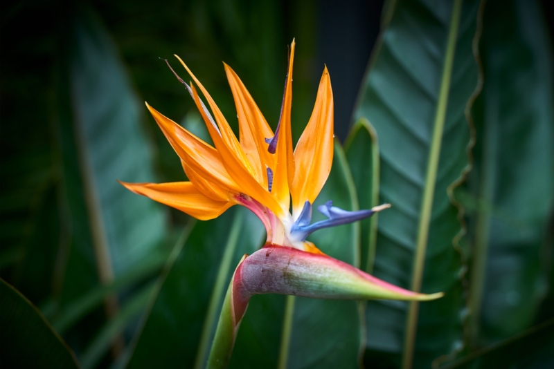 Strelitzia Reginae