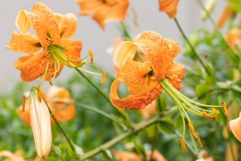 How to Grow Tiger Lilies (Growing Guide) Garden Lovers Club