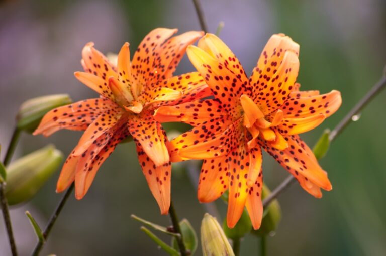 How to Grow Tiger Lilies (Growing Guide) Garden Lovers Club