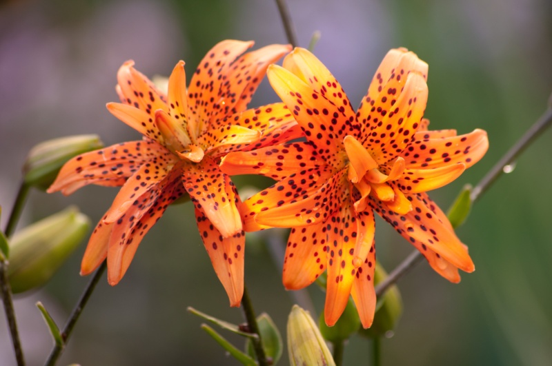 Tiger-Lilies-Flower