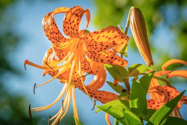 How to Grow Tiger Lilies (Growing Guide) Garden Lovers Club