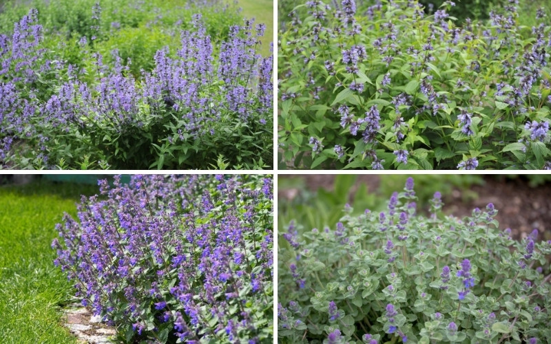 Types of Catmint