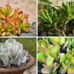 Types of Jade Plants