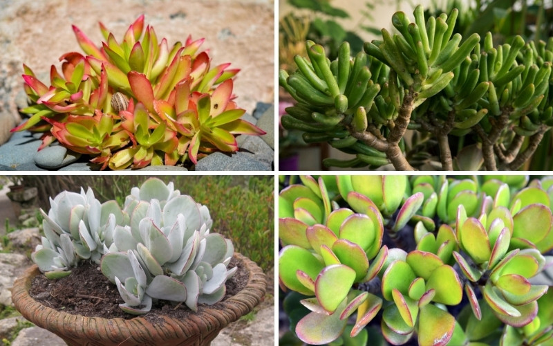 Varieties of Jade Plant