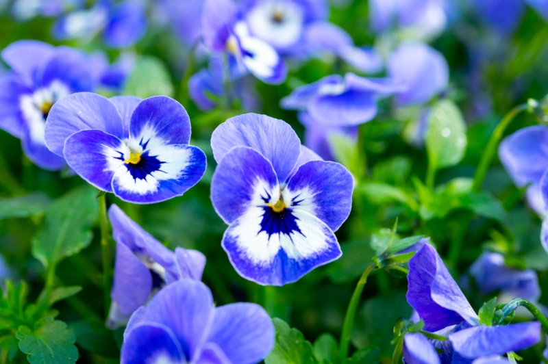 Viola-Blue