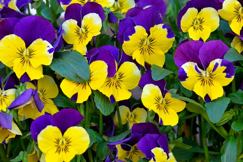 Viola-Plant